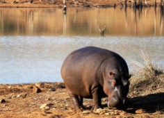 Hippo (2)